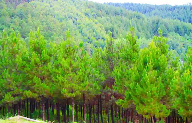 Timber Production Generated US$37.5 Million In 2020