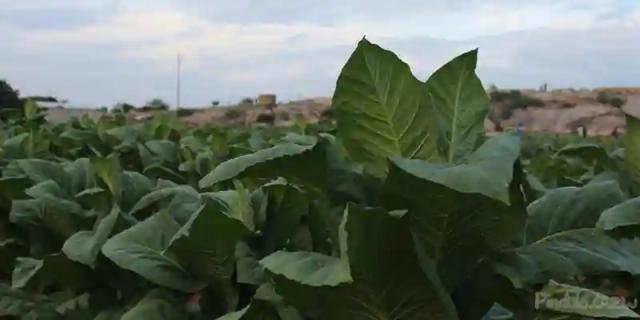 Tobacco Farmers to pay 10 percent tax