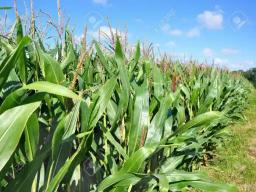 Tongaat Hullets Avails 2000 Ha Of Land For Winter Maize Project