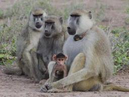 Nyanga Man Alleges Harassment By Baboons "Sent" By Traditional Healer
