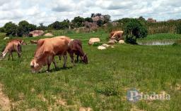 Two Men Arrested For Stealing 28 Cattle In Kadoma