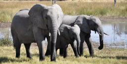 Two "problem" elephants shot dead after trampling policeman to death