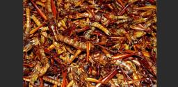 Uganda Airlines Suspend Staff For Allowing Man To Sell Grasshoppers Aboard Plane