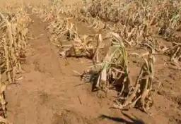 UN Says Zimbabwe Is Facing Another Drought