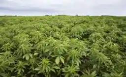 Unlawful Mbanje Cultivation: "Viable Out-grower Scheme Can Be Developed Using These Guys"