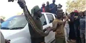 UPDATE On Kwekwe Snake: Car Owner Arrested