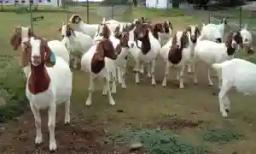 Veterinary Department Orders Destruction Of 81 Goats Intercepted At A Roadblock