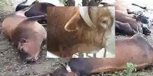 Veterinary Officers Speak On Death Of Cattle In Zvimba