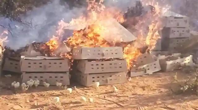 Veterinary Services Department Speaks On The Burning Of Smuggled Chicks From SA