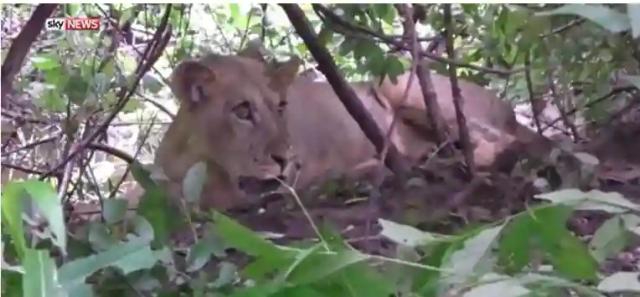 Vets from Aware Trust Zimbabwe rescue lion trapped by wire snare in Kariba