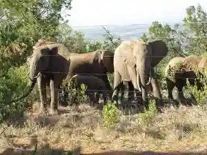 Victoria Falls Mayor Wants City Fenced Off To Keep Elephants Away