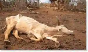 VP Mohadi Loses 271 Cattle As 16K Succumb To Drought