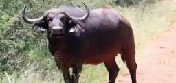 Wandering Buffalo Kills Grandpa In Zaka