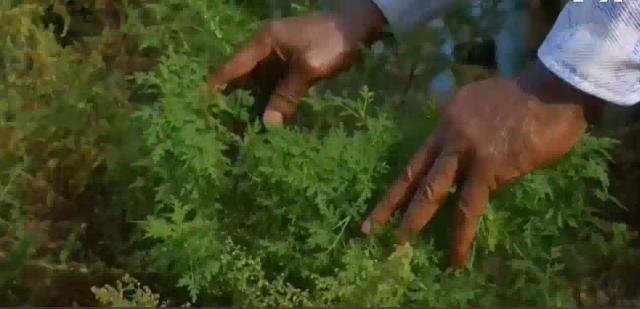 WATCH: A Nigeria Bio-technologist Claims His Herbal Concoction Might Treat COVID-19