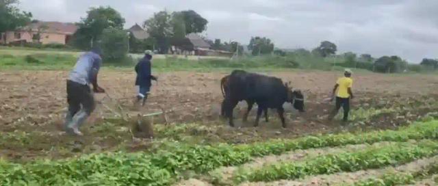 WATCH: Chamisa Steadies Plough Behind Span Of Oxen In Rural Gutu