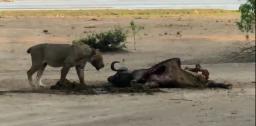 WATCH: "He warned us not to go outside", A Zimbabwean's Lion Encounter At Mana Pools