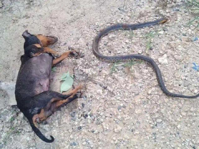 WATCH: Hero Dog Dies Protecting Human Baby From Cobra