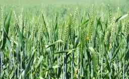 Wheat Output Expected To Fall By Two-thirds