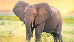 Woman's Wrapping Cloth Saves Teen From Elephant Attack