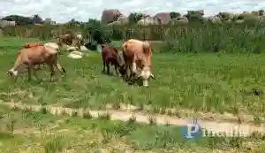 Zambian Cattle Rustlers Terrorise Binga Villagers