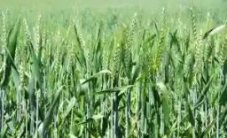 ZESA To Prioritise Winter Wheat Farmers