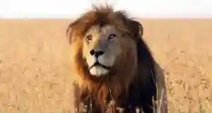Zim Hunter Does Not Regret Killing 5 000 Elephants, 60 Lions