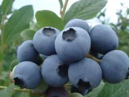 Zimbabwe Becomes A Global Leader In Blueberry Export Growth