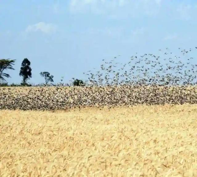Zimbabwe Buys Drones To Control Quelea Birds Threatening Wheat Yields