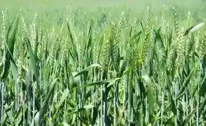 Zimbabwe Expects "Bumper Harvest" Of Wheat