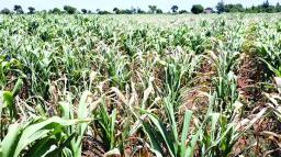 Zimbabwe Farmers’ Union Calls For Urgent National Budget Revision