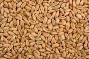 Zimbabwe Has Less Than 30 Days Wheat Supply - Grain Millers