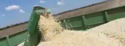 Zimbabwe Losing More Than US$200 million Worth Of Grain Annually