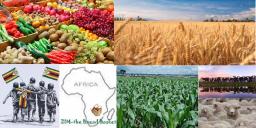 Zimbabwe Now Southern African Breadbasket - Bhasera