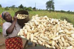 Zimbabwe Plans To Export "Surplus" Maize