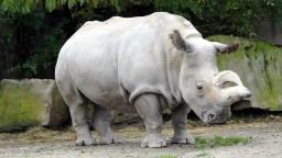 Zimbabwe To Donate 10 White Rhinos To DRC