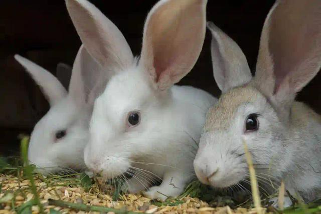 Zimbabwe To Launch US$1 Million Rabbit Abattoir