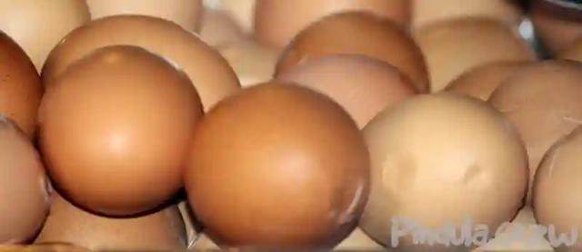 Zimbabwe to start importing hatching eggs from Europe to prevent shortage of poultry products