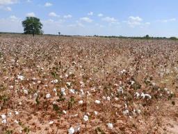 Zimbabwean Farmers Anticipate Record-Low Cotton Yields