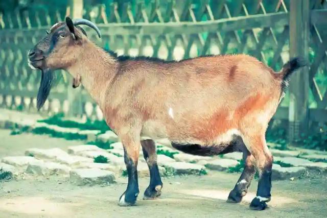 Zimbabweans face jail time for abusing goats when making goat as currency jokes