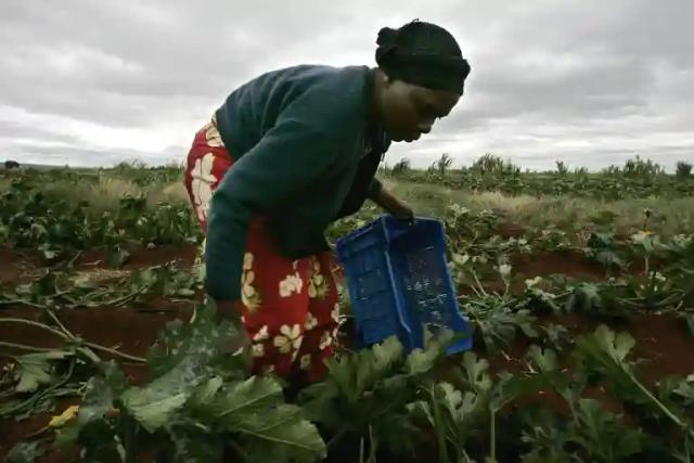Zimbabweans Return To SA Farm After Receiving Police Protection