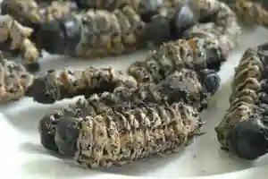 Zimbabweans Turn To Mopane Worms For Sustenance