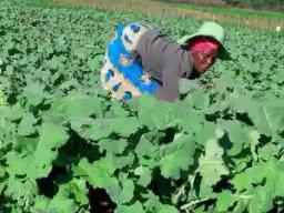 Zimbabwe's Irony, Vegetables Rot At Food Markets Across Zimbabwe As Million Starve