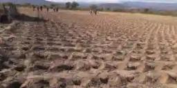 Zimbabwe's Pfumvudza Agric Programme Criticised