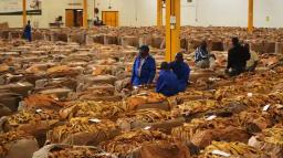 Zimbabwe's Tobacco Deliveries Break All-time Record Of 259 Million Kilogrammes