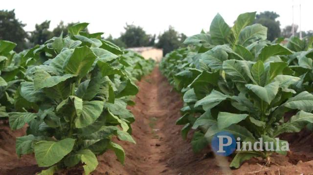 Zimbabwe's Tobacco Earnings Rise 45% To Over US$890M This Season