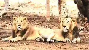 Zimparks Advises Renco Villagers To Be Wary Of Stray Lions