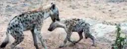 ZIMPARKS: Hyenas Terrorise Shurugwi Community