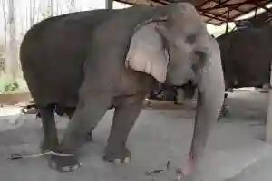 Zimparks Kill Elephant For Terrorizing Vic Falls Residents